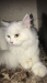 Persian female cat (পার্সিয়ান মেয়ে বিড়াল)